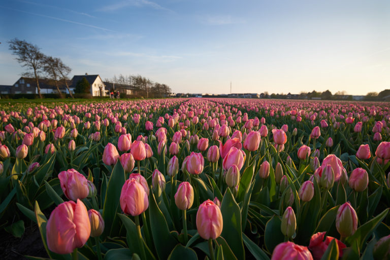 Lisse Tulips 2018_12