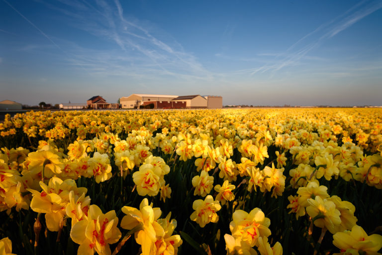 Lisse Tulips 2018 18