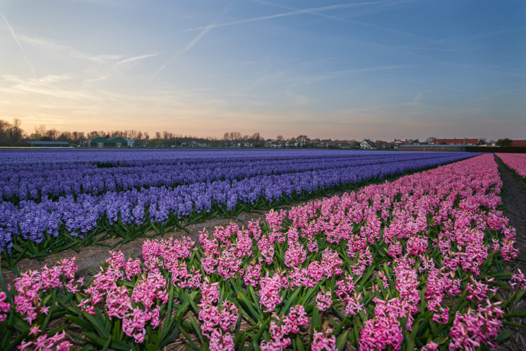 Lisse Tulips 2018 28