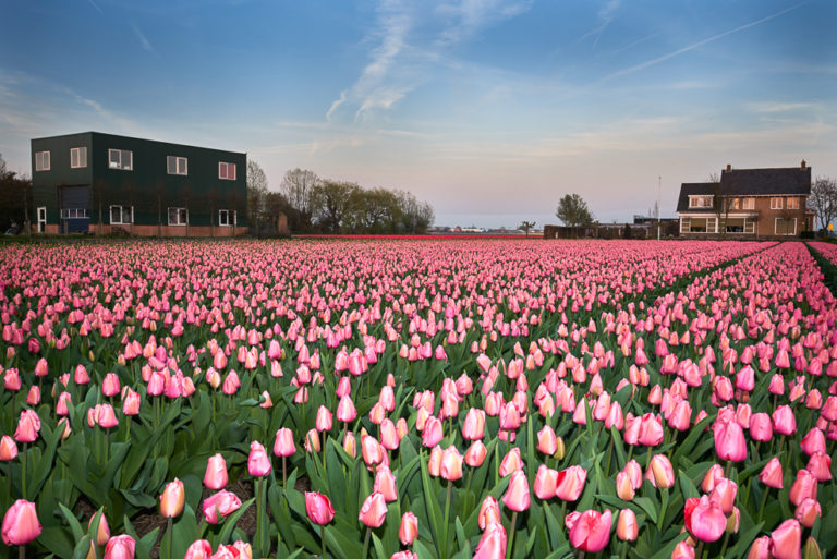 Lisse Tulips 2018 30